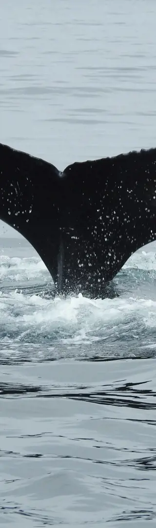 Die Wal-Hauptstadt Húsavík